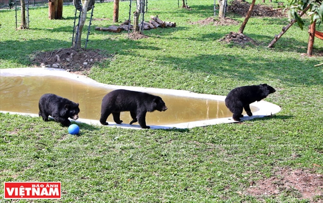 Chaque zone semi-naturelle dispose d’un bassin où les ours peuvent se baigner.