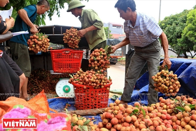 Les letchis Thiêu de Luc Ngan sont achetés puis revendus dans l’ensemble du pays.