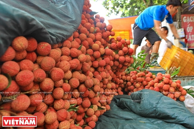 La production de litchis cette année est estimée à 100.000 tonnes, soit 70% de celle de 2016. 