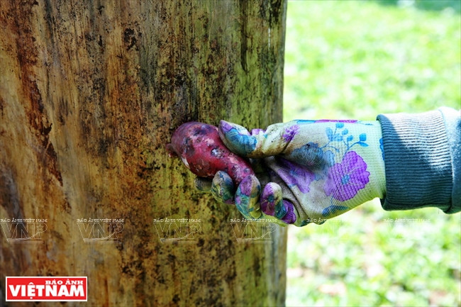 La nourriture est cachée dans des troncs d’arbre.