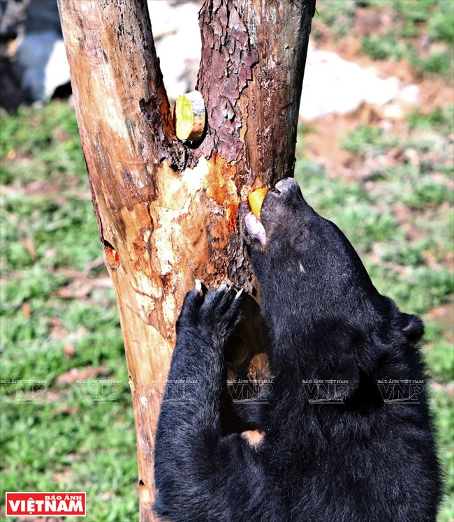 Les aliments cachés sont rapidement retrouvés par les plantigrades.
