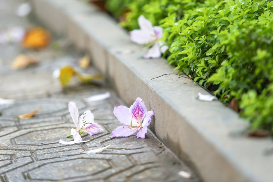  Photo: The Dai/Vietnamplus