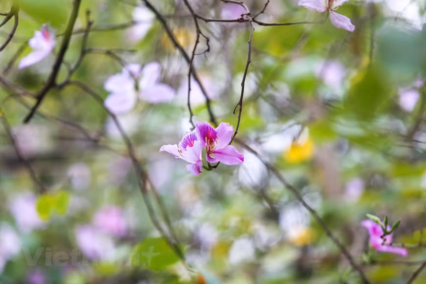  Les fleurs de bauhinie ont de nombreuses variétés, et ces dernières années elles ont été de plus en plus cultivées dans les rues de la capitale. Photo: The Dai/Vietnamplus 