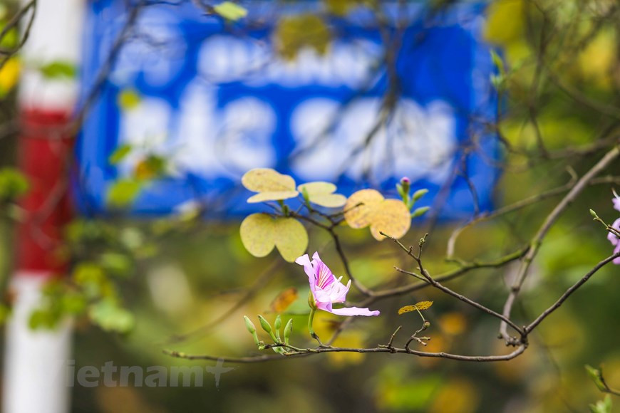  Dans la rue Bac Son, les bauhinies sont aussi en fleurs. Photo: The Dai/Vietnamplus