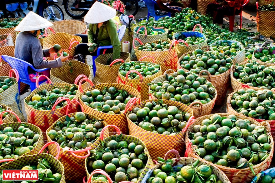  Thoi Son est un important fournisseur pour les marchés de fruits et légumes de Tiên Giang.