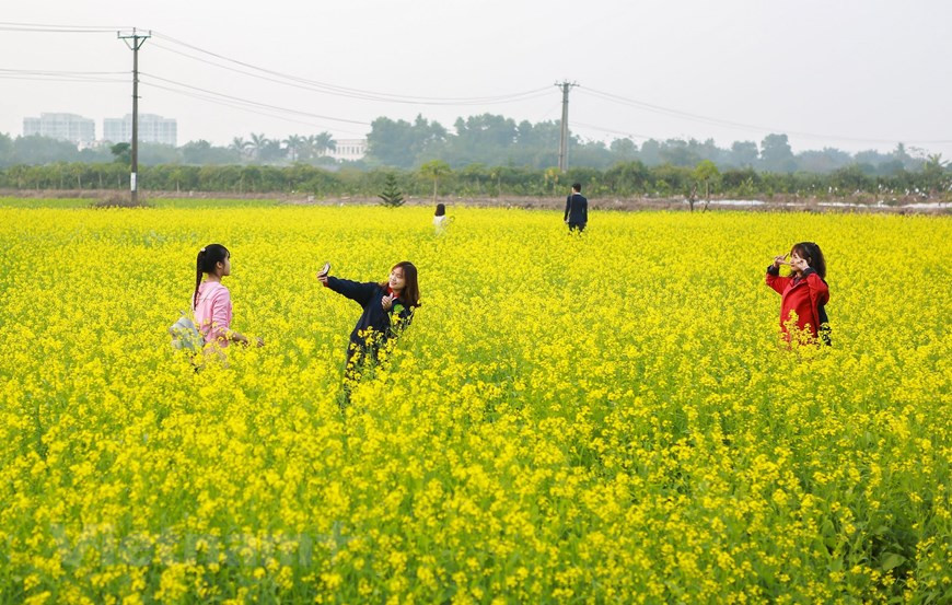  Des fleurs à la couleur jaune éclatante. Photo: Vietnam+