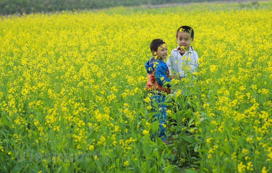  Ces fleurs représentent la vivacité, car elles s’ouvrent durant les semaines les plus froides de l’année. Photo: Vietnam+