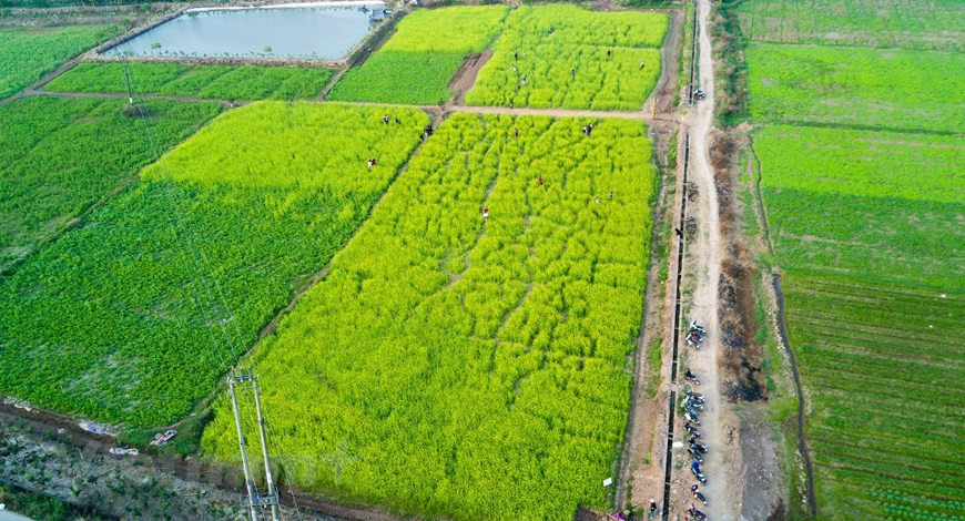  La floraison des choux jaunes à Trau Quy arrive le plus tôt à Hanoï. Photo: Vietnam+