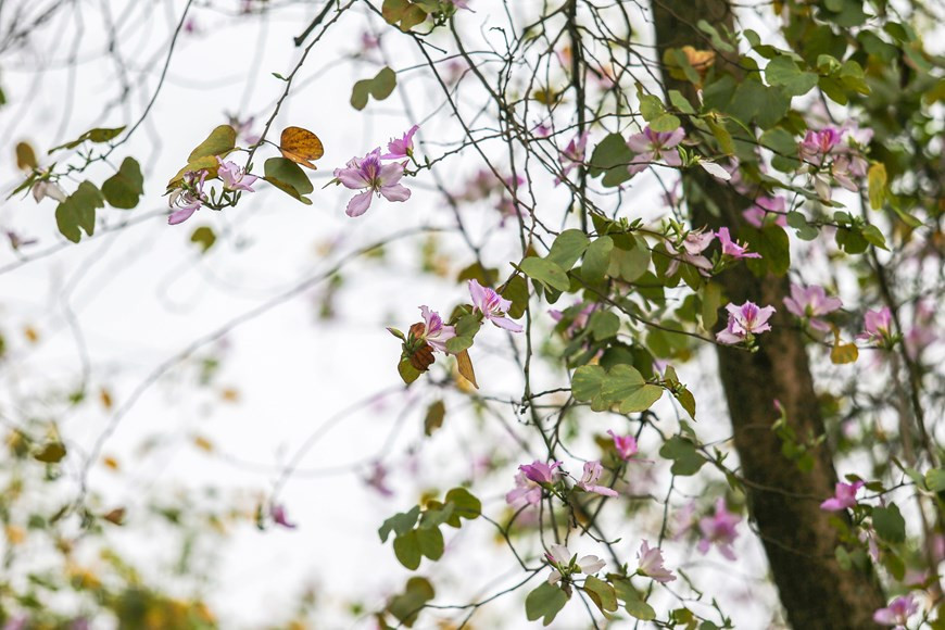  Photo: The Dai/Vietnamplus