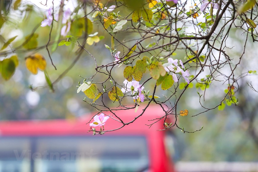  Pour les habitants du Nord-Ouest, cette fleur symbolise la fidélité et la beauté pure d'une fille. Photo: The Dai/Vietnamplus