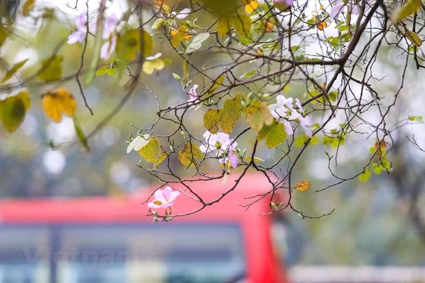  Pour les habitants du Nord-Ouest, cette fleur symbolise la fidélité et la beauté pure d'une fille. Photo: The Dai/Vietnamplus 