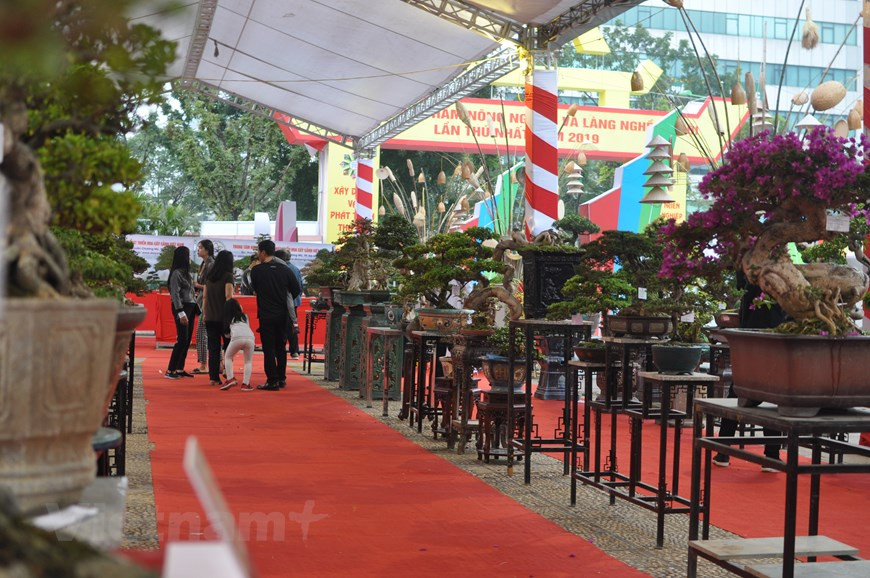 Des bonsaïs sont aussi présentés au public. 