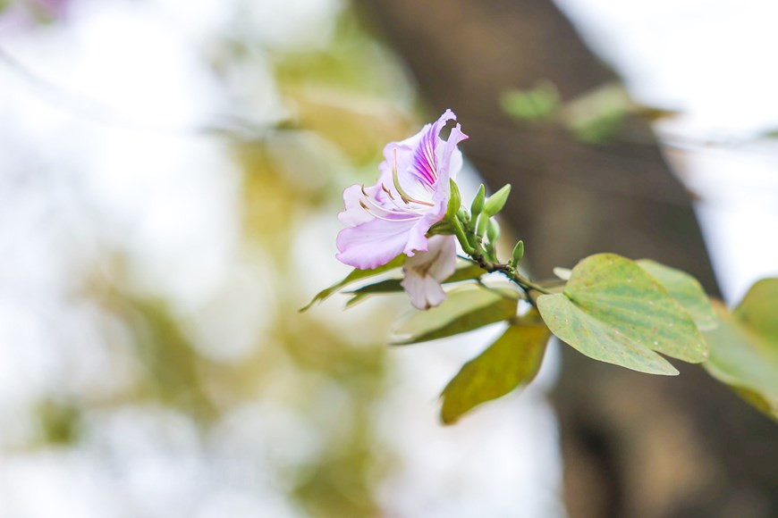  Photo: The Dai/Vietnamplus