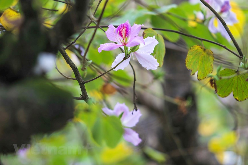  Photo: The Dai/Vietnamplus