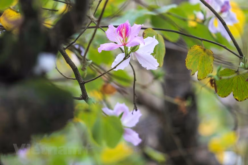  Photo: The Dai/Vietnamplus 