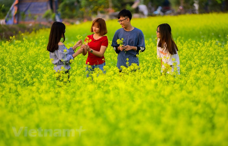  La floraison durera dans de deux à trois semaines. On peut profiter de cette saison pour prendre de jolies photos. Photo: Vietnam+