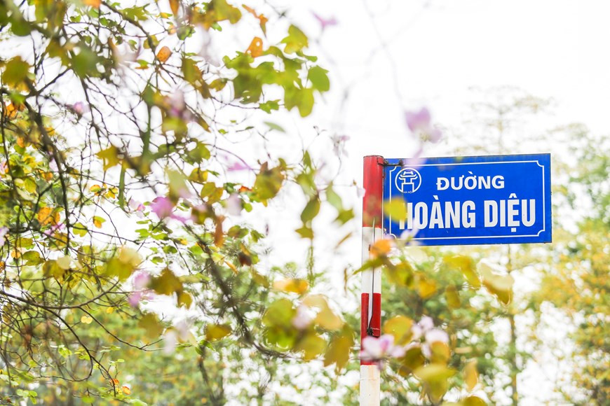 Les fleurs de bauhinie roses et violettes ornent la rue Hoang Dieu. Photo: The Dai/Vietnamplus