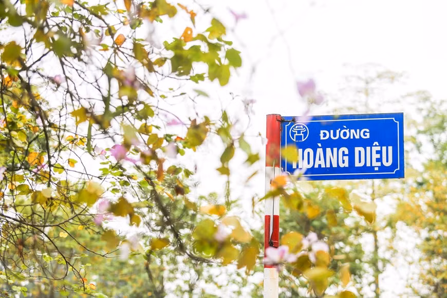 Les fleurs de bauhinie roses et violettes ornent la rue Hoang Dieu. Photo: The Dai/Vietnamplus 