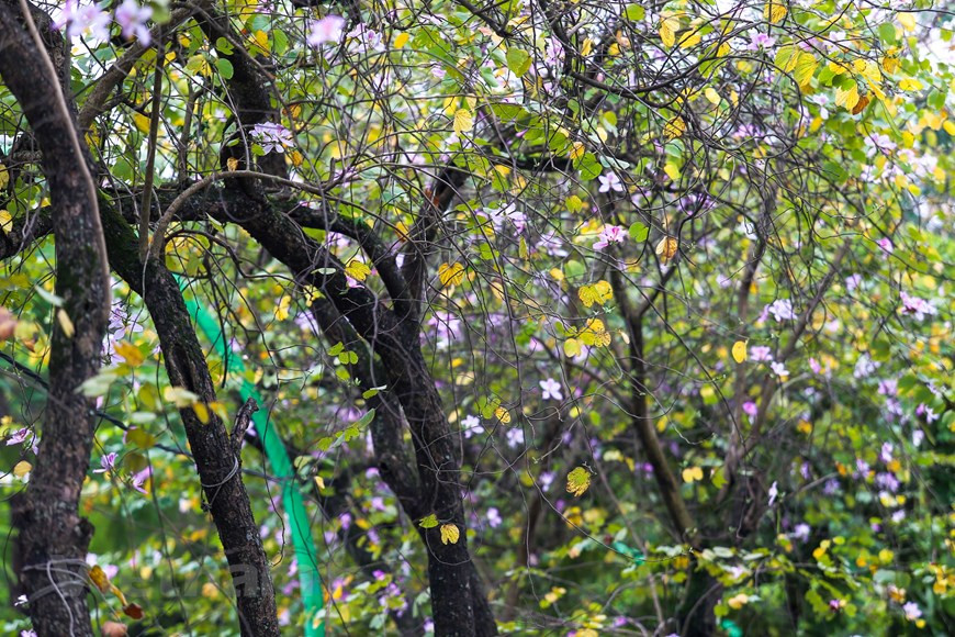  Après les journées froides, les fleurs de bauhinie s'épanouissent à la fin du printemps, en mars. Photo: The Dai/Vietnamplus