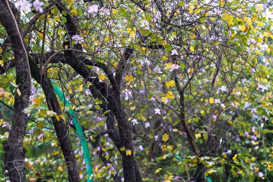  Après les journées froides, les fleurs de bauhinie s'épanouissent à la fin du printemps, en mars. Photo: The Dai/Vietnamplus 