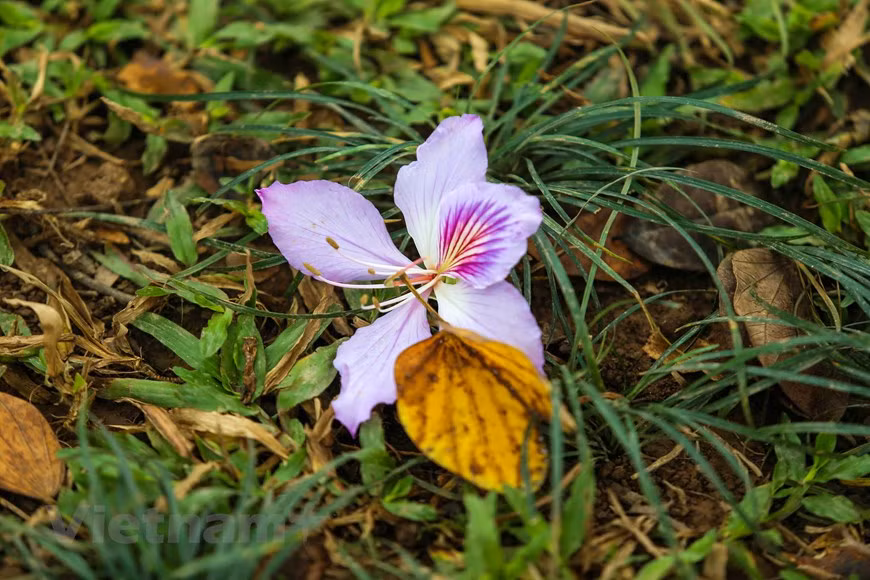  Photo: The Dai/Vietnamplus 