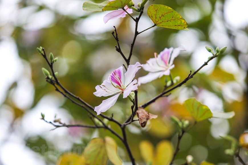  Photo: The Dai/Vietnamplus