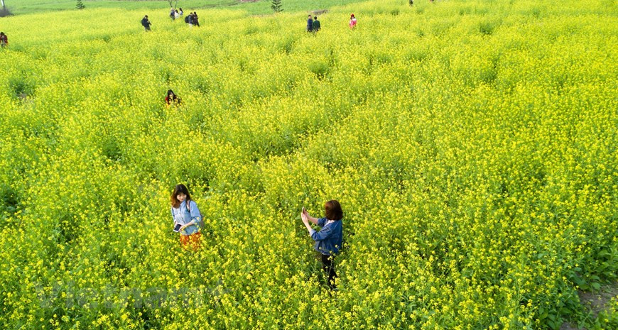  Les jeunes affluent vers ces potagers pour contempler des fleurs et prendre des photos. Photo: Vietnam+