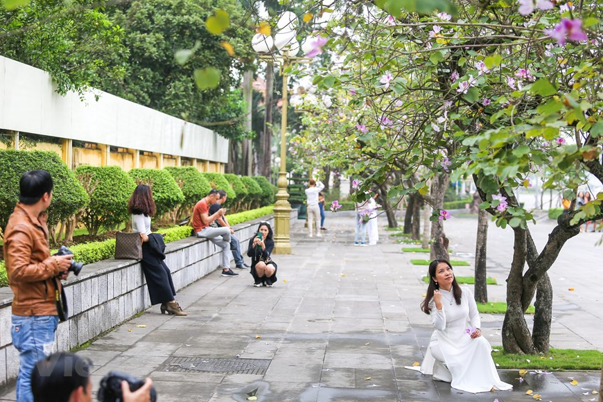 Des jeunes prennent des photos de souvenir à la saison des fleurs de bauhinie. Photo: The Dai/Vietnamplus