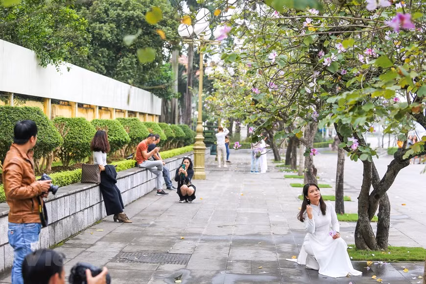  Des jeunes prennent des photos de souvenir à la saison des fleurs de bauhinie. Photo: The Dai/Vietnamplus 