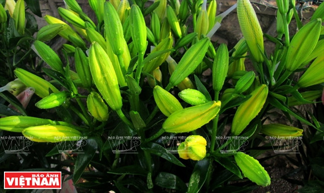 Le climat de la commune de Song Phuong est adapté à la culture de lys. 