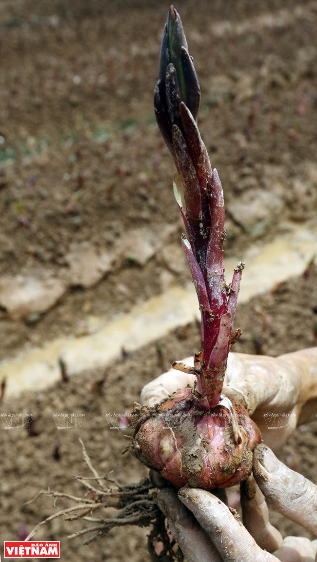 Des lys rouges ont été semés à une profondeur de 15 cm avant d'être plantés dans le jardin. 