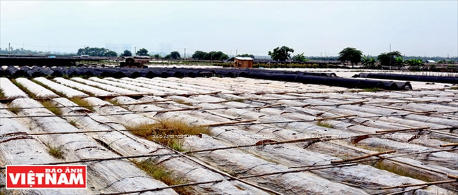 La culture de lys se fait sous serre. 