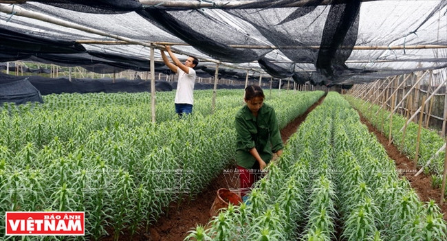 Les lys poussent bien. 