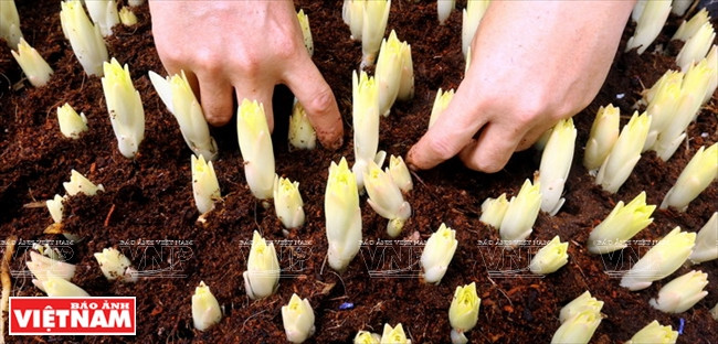 Des bulbes de lys importés cultivés dans la commune de Song Phuong.