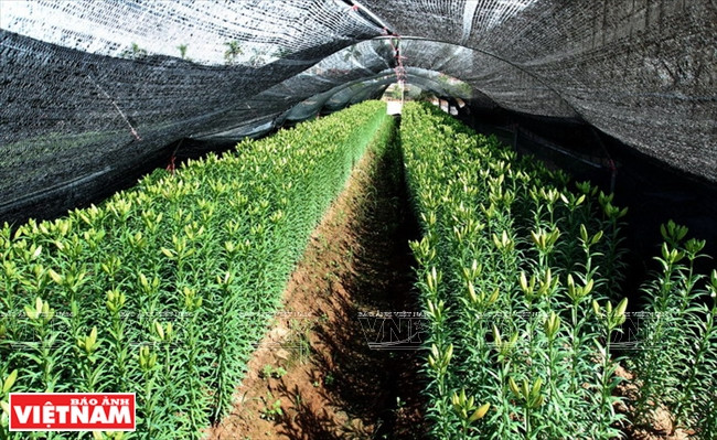 Culture de lys dans la commune de Song Phuong, à la floraison.
