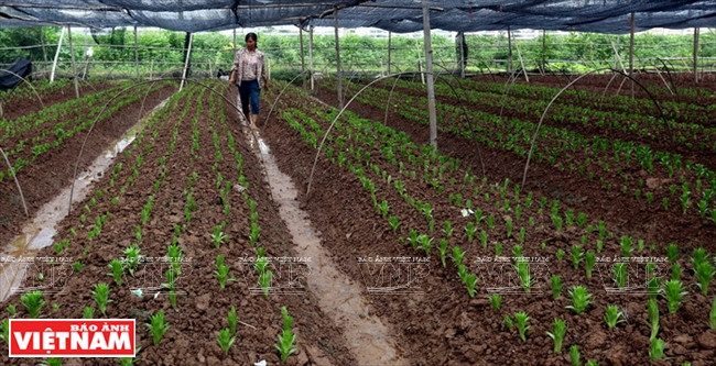 Des lys qui seront vendus lors des fêtes de fin d'année. 