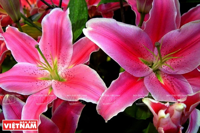 Les lys après la récolte. 