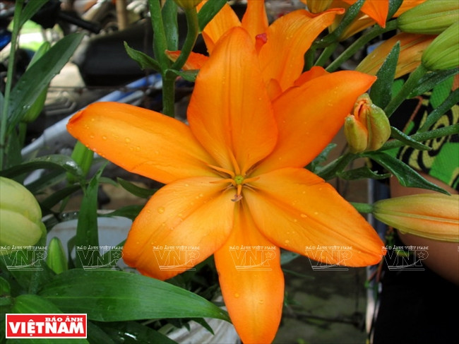 Les lys après la récolte. 