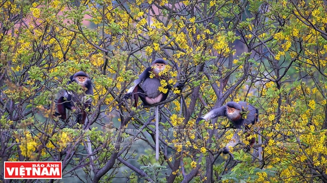 « Floraison à Son Tra », de Huynh Van Truyen (Da Nang)