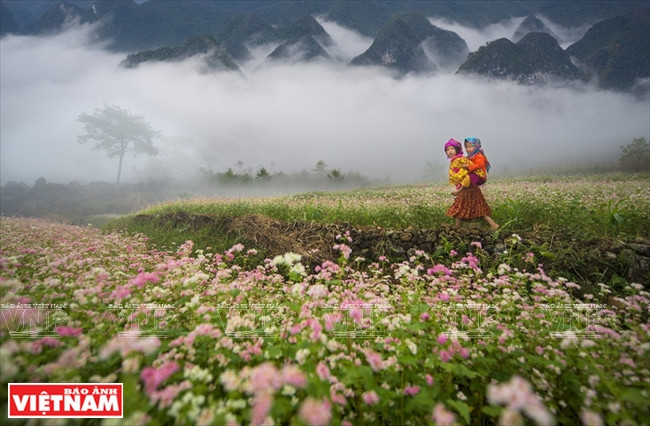 « Champ de fleurs », de Trinh Thu Nguyet (Da Nang)