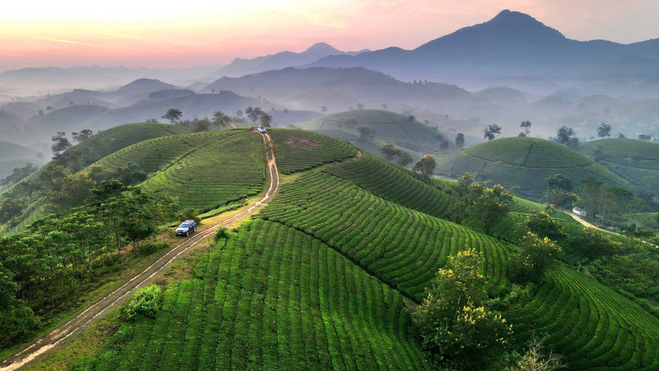 Une vue d'ensemble sur les collines de thé. D'en haut, la zone ressemble à un grand tapis vert. Photo: VNA
