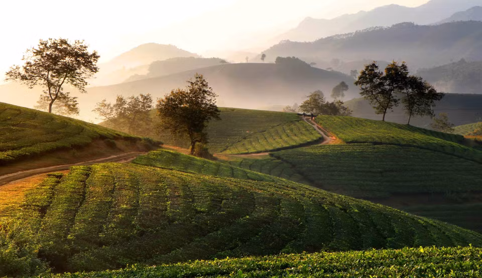 D'en haut, on peut profiter d'une vue imprenable sur les collines émergeant de la brume. Photo: VNA