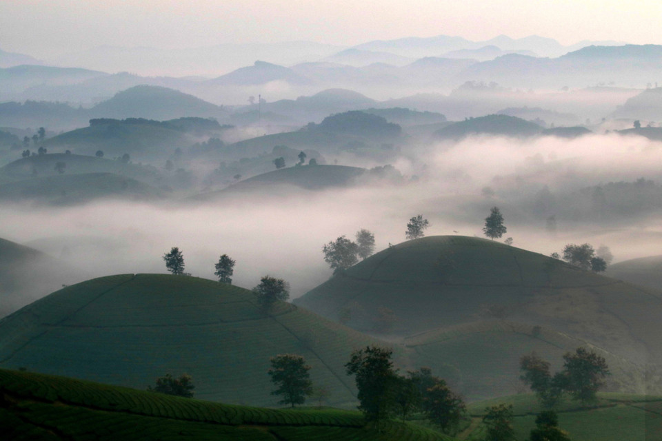 Situées dans le district de Tan Son, dans la province septentrionale de Phu Tho, les collines de thé de Long Coc sont parmi les plus belles du pays. Photo: VNA