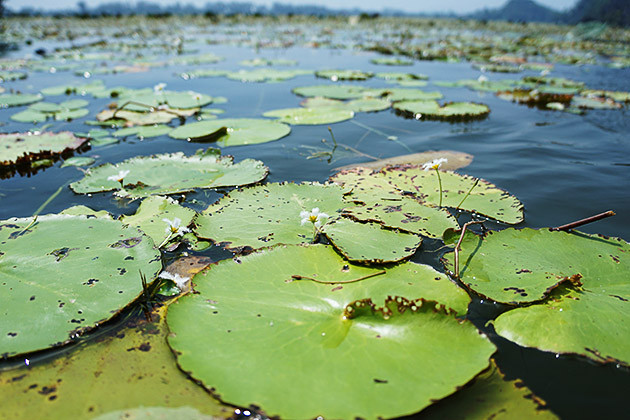 Les fleurs blanches des faux-nénuphars du lac de Quan Son.