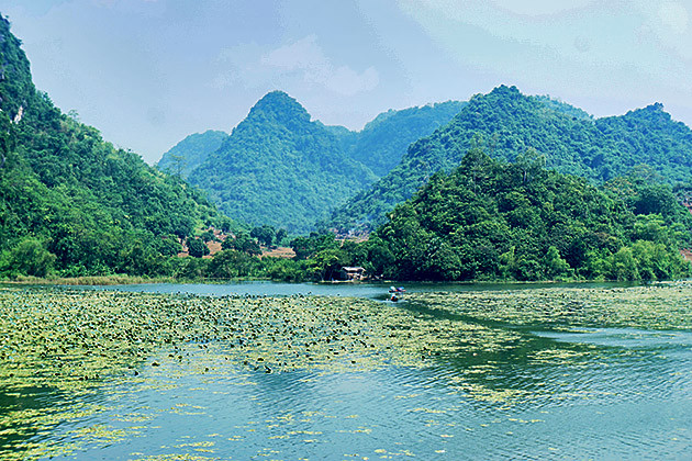 Tapis de faux-nénuphars s’étendant à perte de vue. 