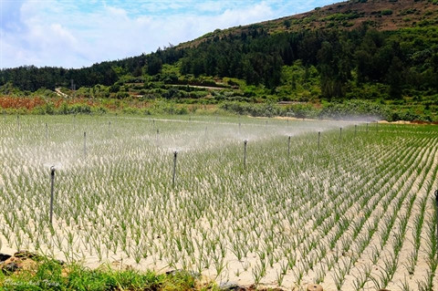 Ly Son s’est fait de l’ail une spécialité.