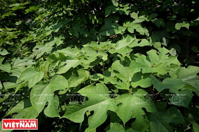 Le mûrier à papier (Broussonetia papyrifera) est utilisé pour fabriquer le papier do de l’ethnie Muong.