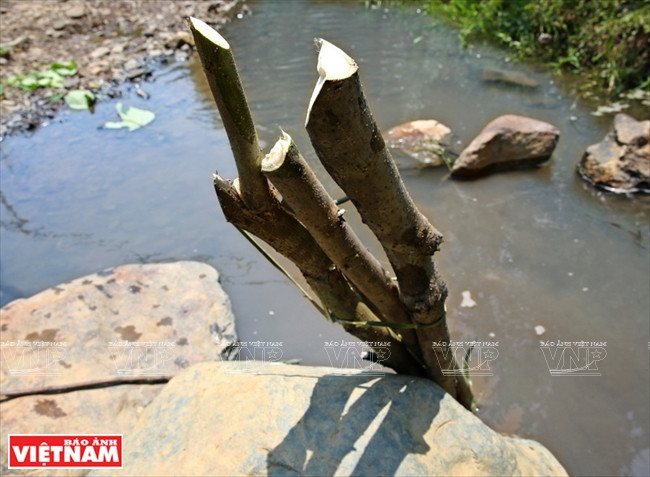 On fait rouir les troncs dans la rivière pendant trois jours avant de les traiter.