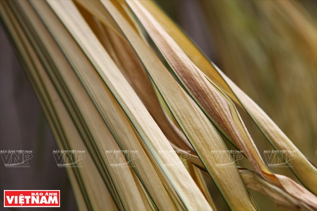 Les feuilles de roseau à balais, qui viennent de Phu Tho et Thai Nguyên, sont mises à sécher au soleil.