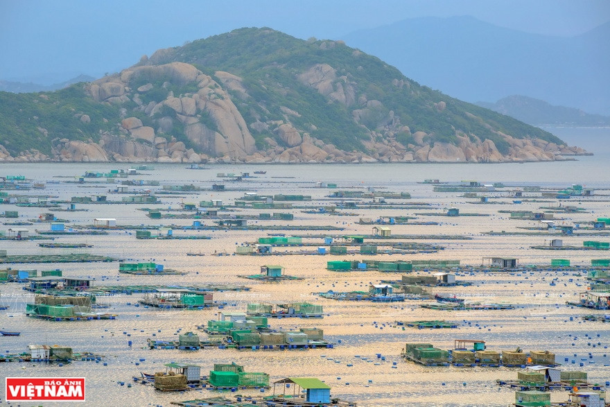 Binh Ba, une île de la ville de Cam Ranh, province de Khanh Hoa (Centre) est "l'île du homard" car il abrite de nombreuses cages pour l'élevage de homard, devenant la principale source de revenus pour les habitants.